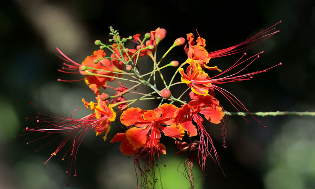 淮北花帮主百科词条创建案例